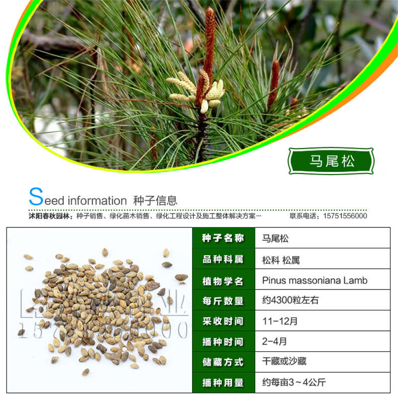 马尾松种子基本信息