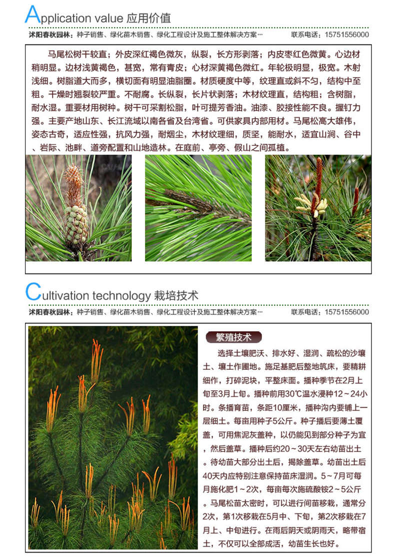 马尾松种子应用价值及种植技术
