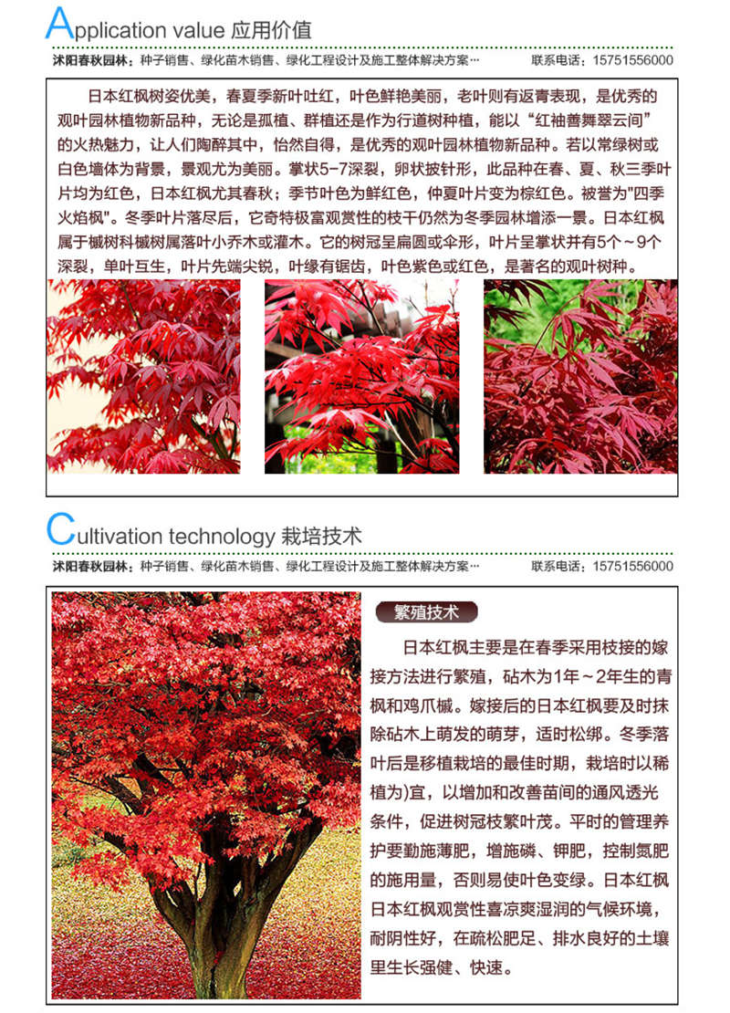 日本红枫种子应用价值及种植技术