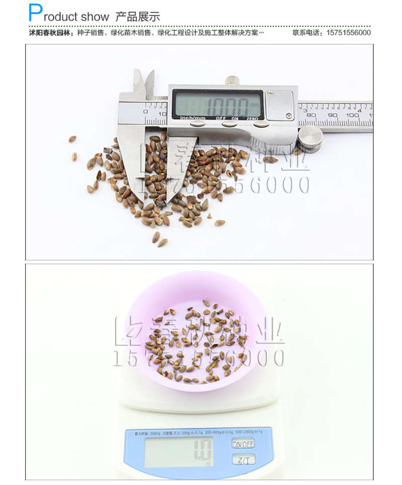 洒金柏种子销售参考价格