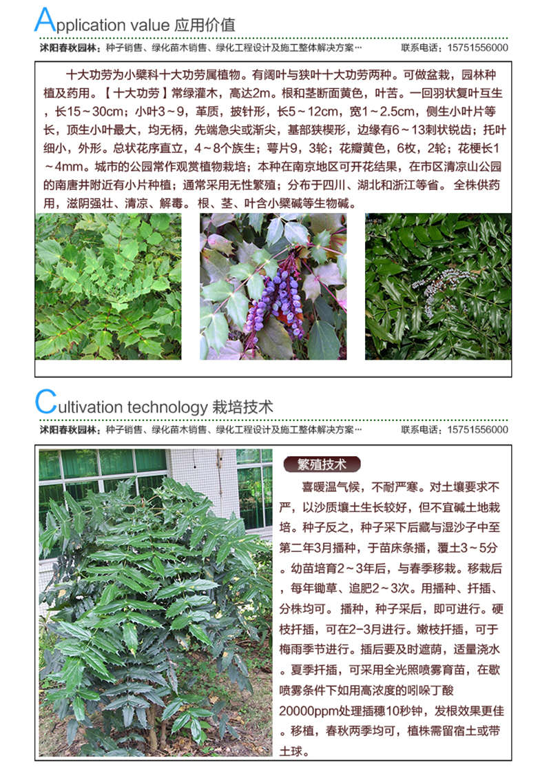 十大功劳种子应用价值及种植技术