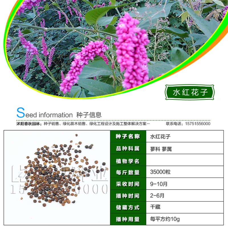 水红花子种子基本信息
