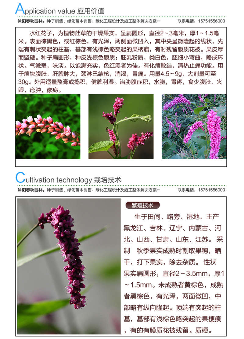 水红花子种子应用价值及种植技术