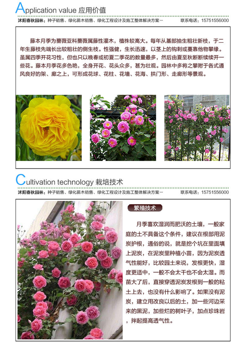 藤本月季种子应用价值及种植技术