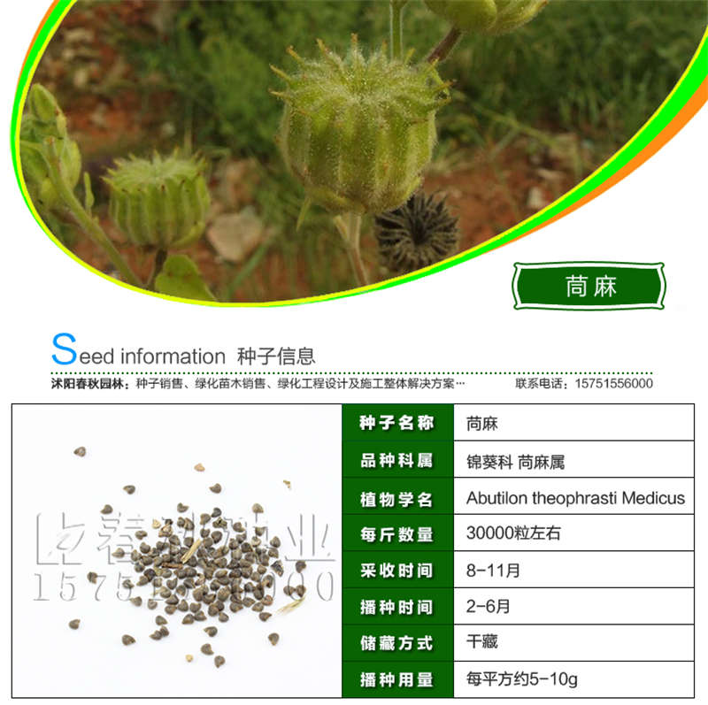 茼麻种子基本信息