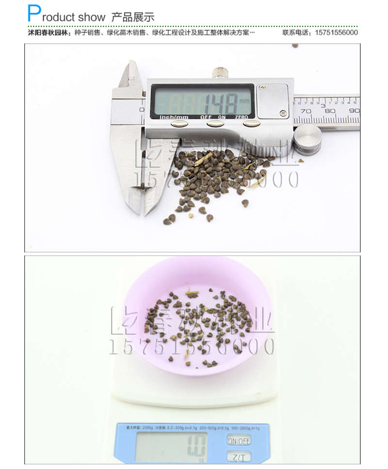 茼麻种子销售参考价格
