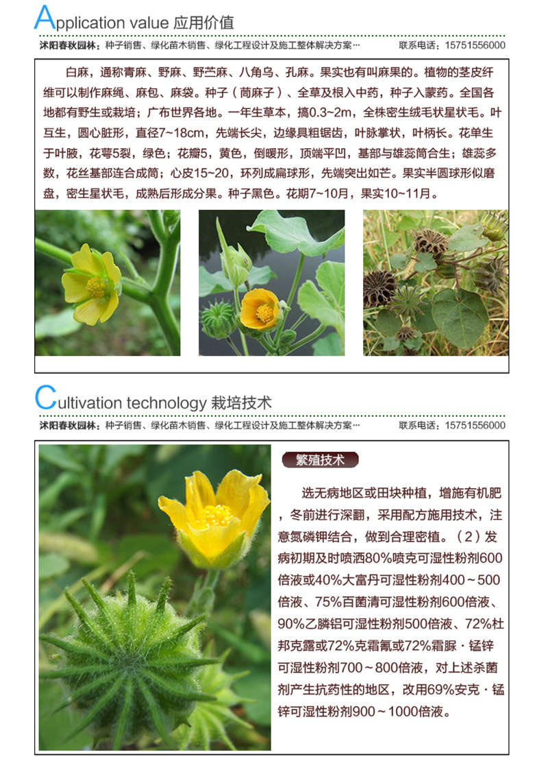 茼麻种子应用价值及种植技术