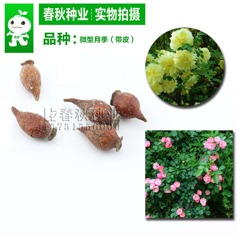 微型月季(带皮)