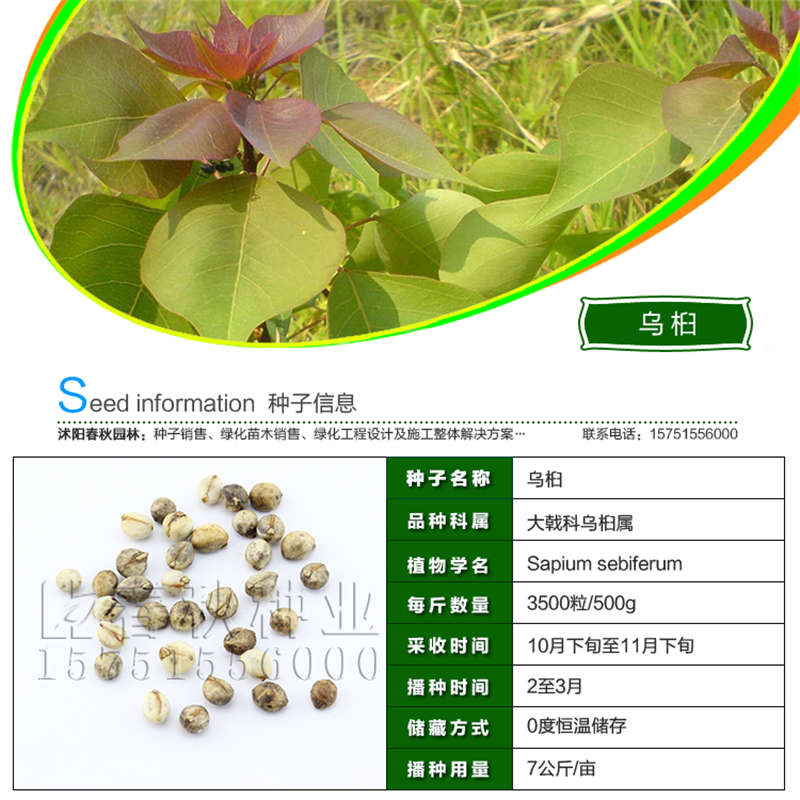 乌桕种子基本信息