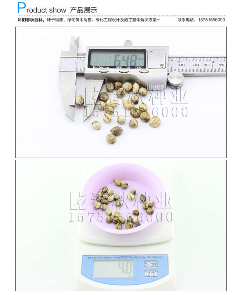 乌桕种子销售参考价格