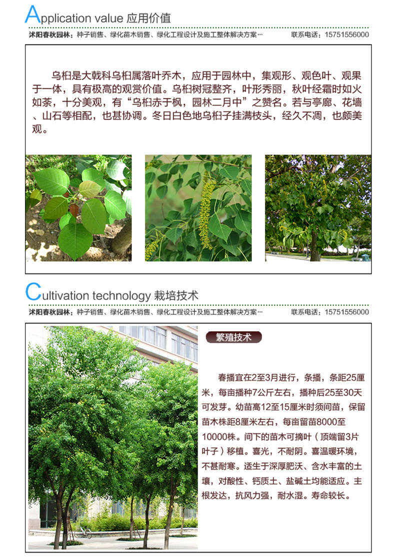 乌桕种子应用价值及种植技术