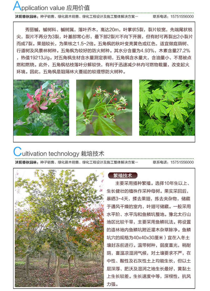 五角枫种子应用价值及种植技术