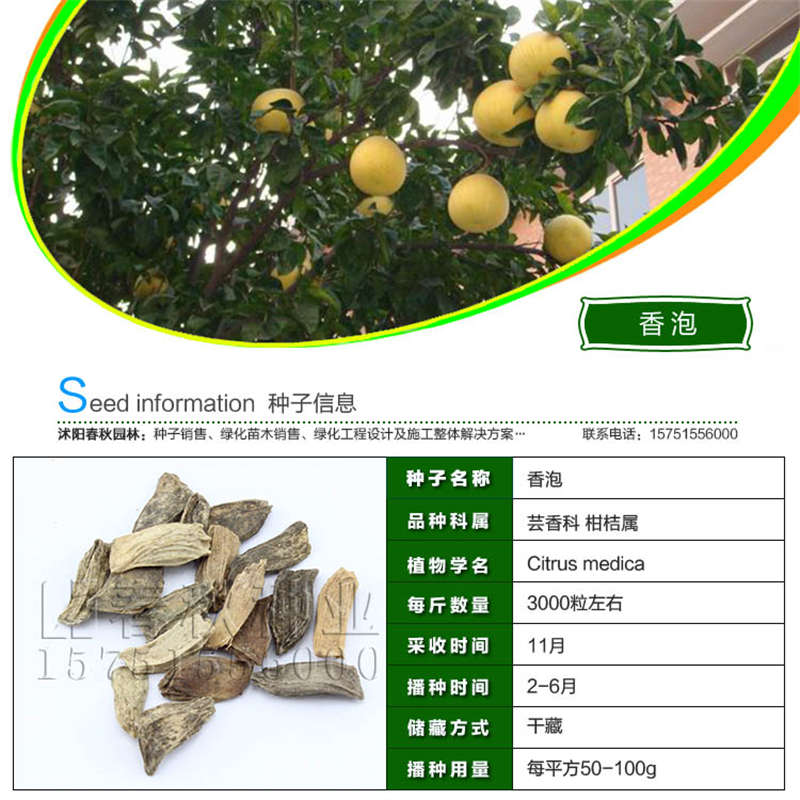 香泡种子基本信息