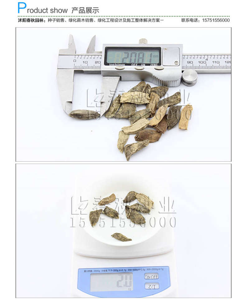 香泡种子销售参考价格