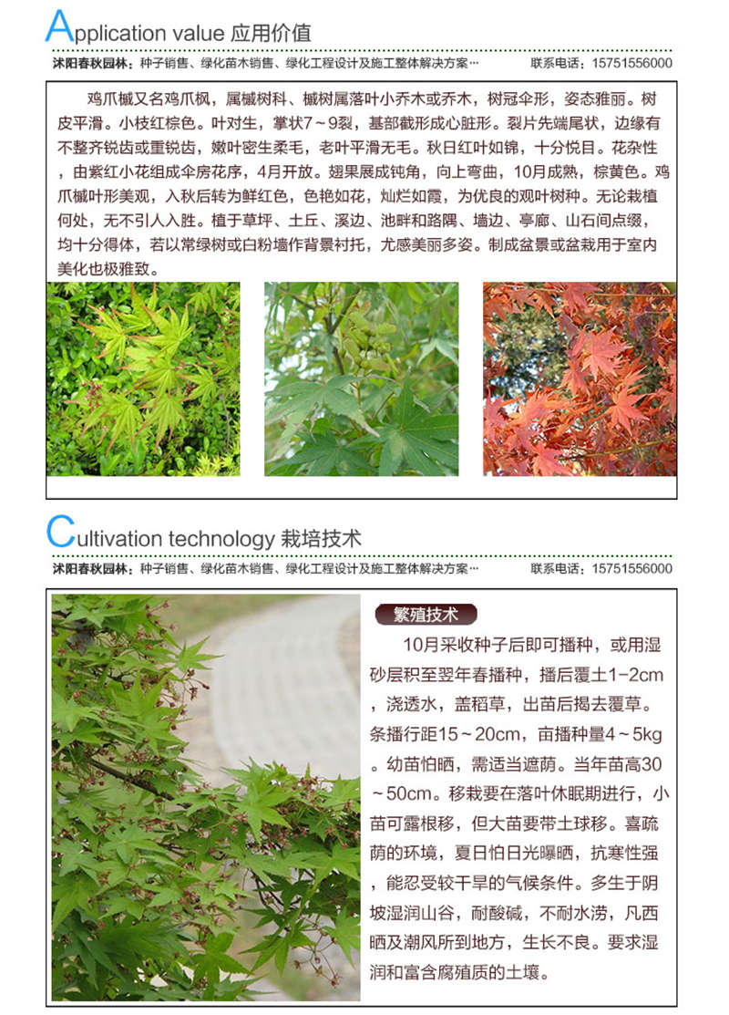 小叶鸡爪槭种子应用价值及种植技术