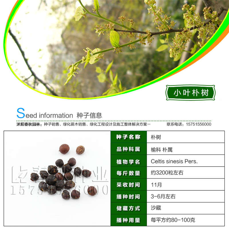 小叶朴树种子基本信息