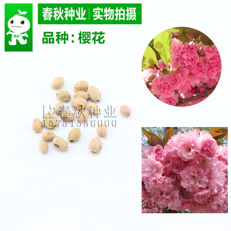 樱花