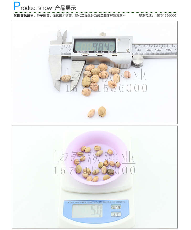 樱花种子销售参考价格