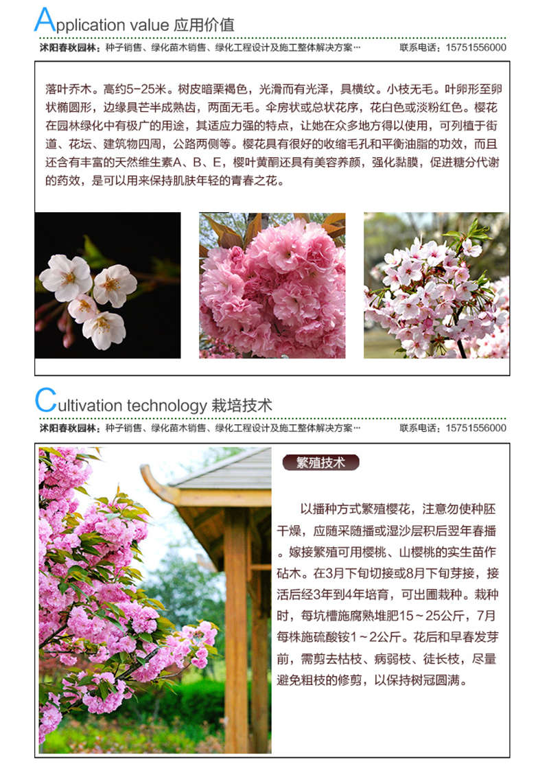 樱花种子应用价值及种植技术