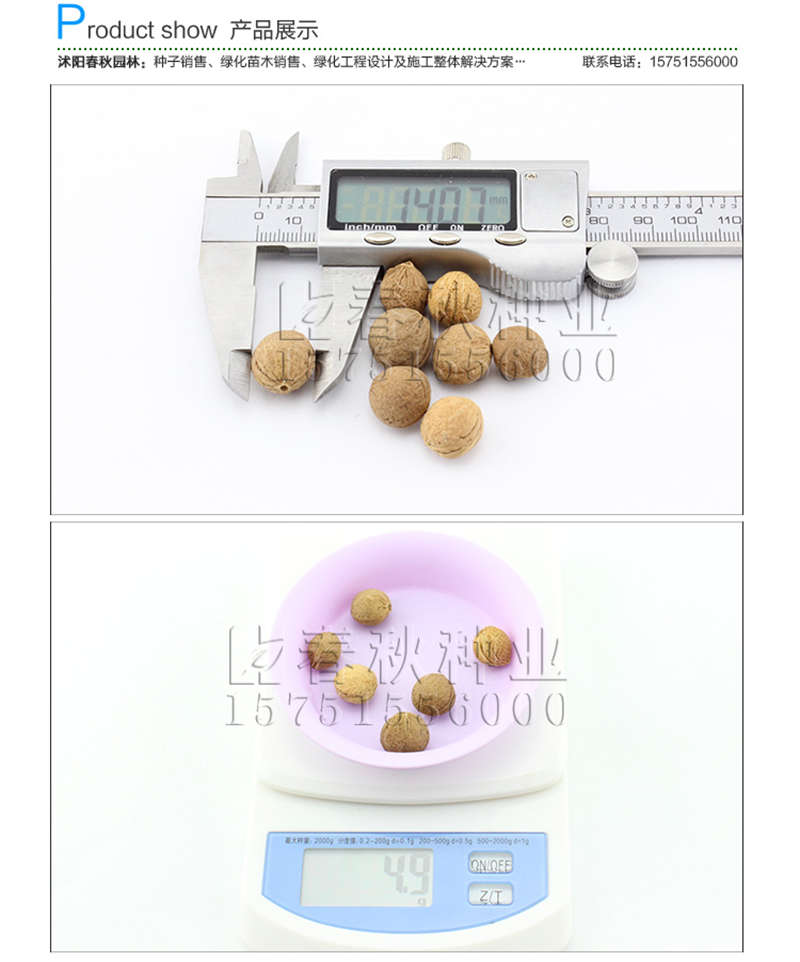榆叶梅种子销售参考价格