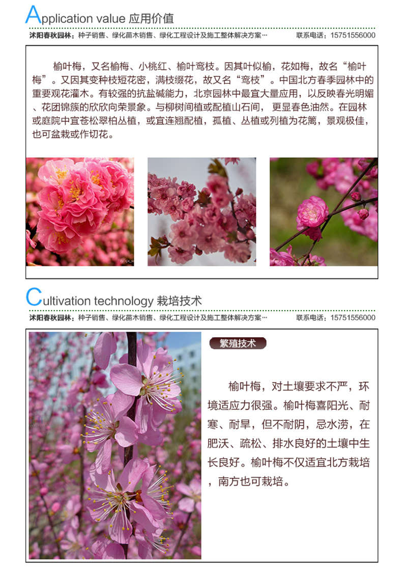 榆叶梅种子应用价值及种植技术