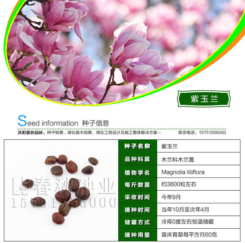 紫玉兰种子基本信息