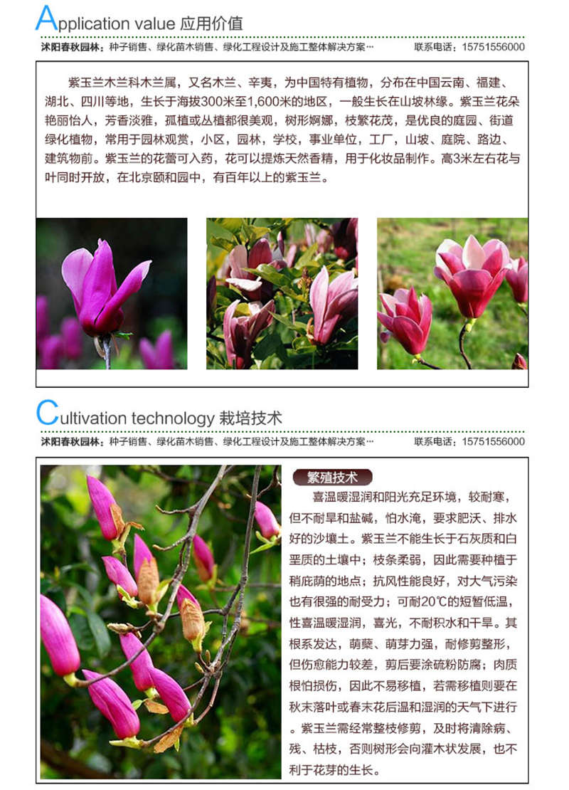 紫玉兰种子应用价值及种植技术