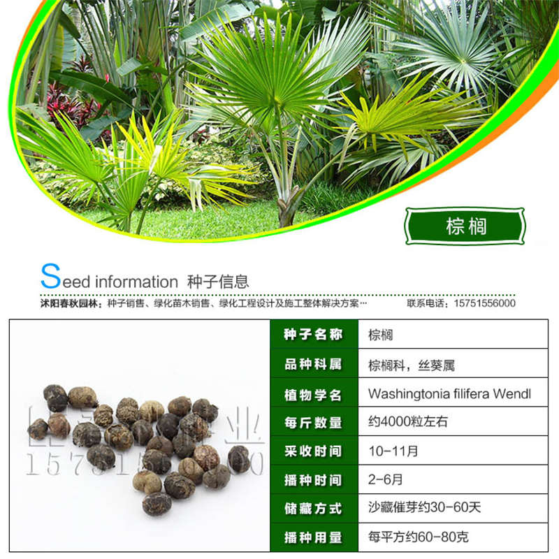 棕榈种子基本信息