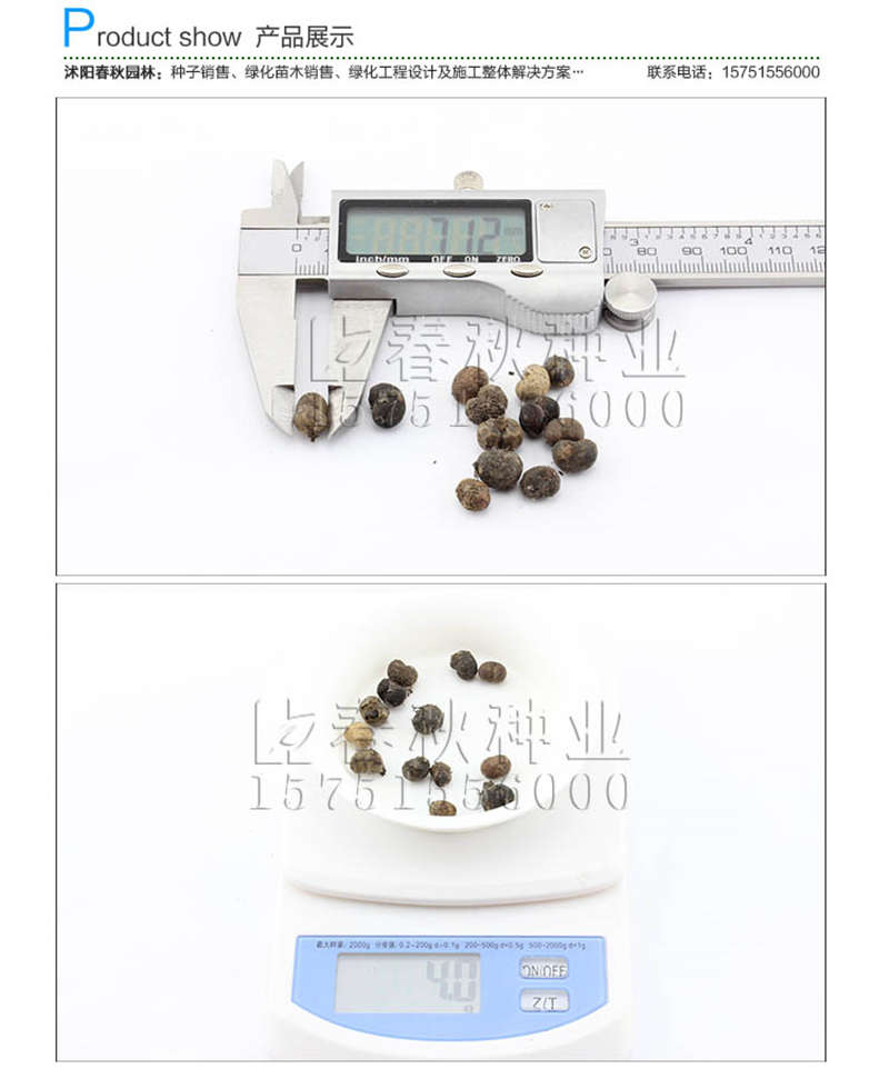 棕榈种子销售参考价格