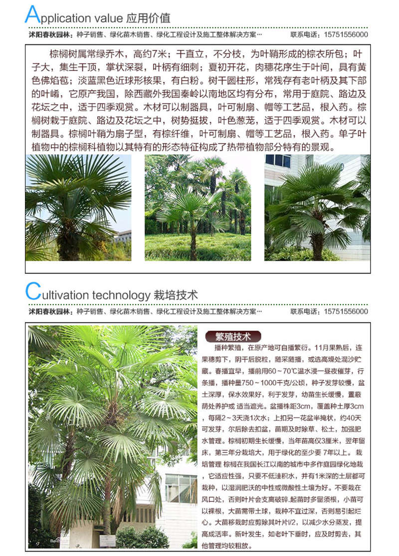 棕榈种子应用价值及种植技术