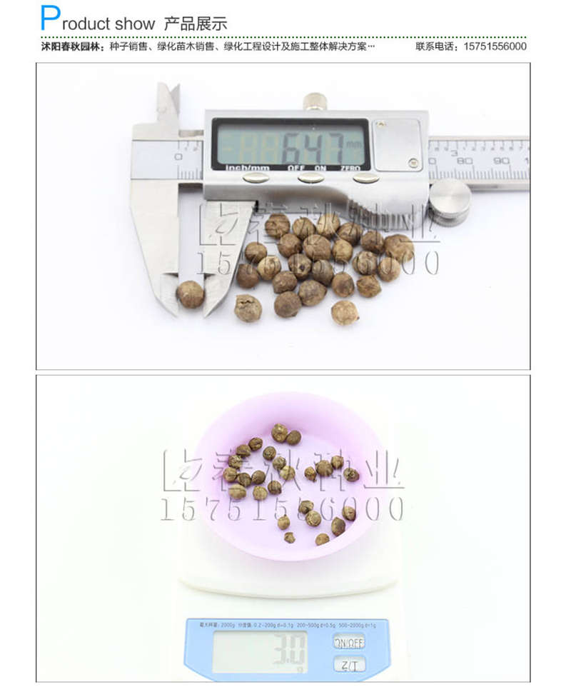 棕竹种子销售参考价格