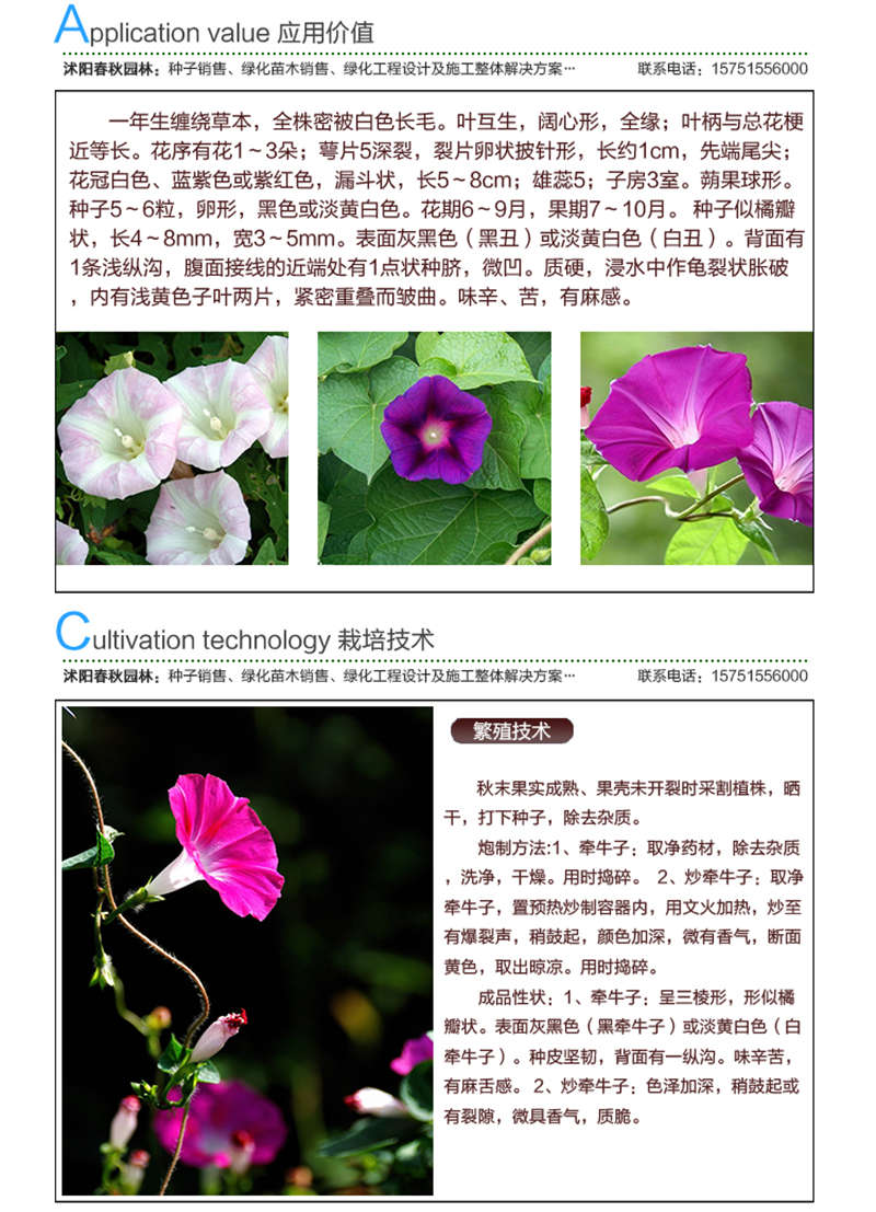 白丑种子应用价值及种植技术