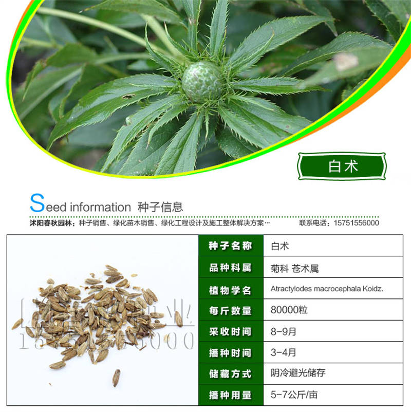 白术种子基本信息
