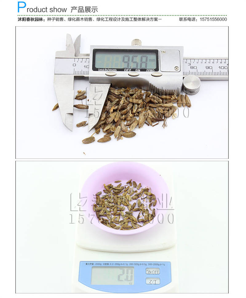 白术种子销售参考价格