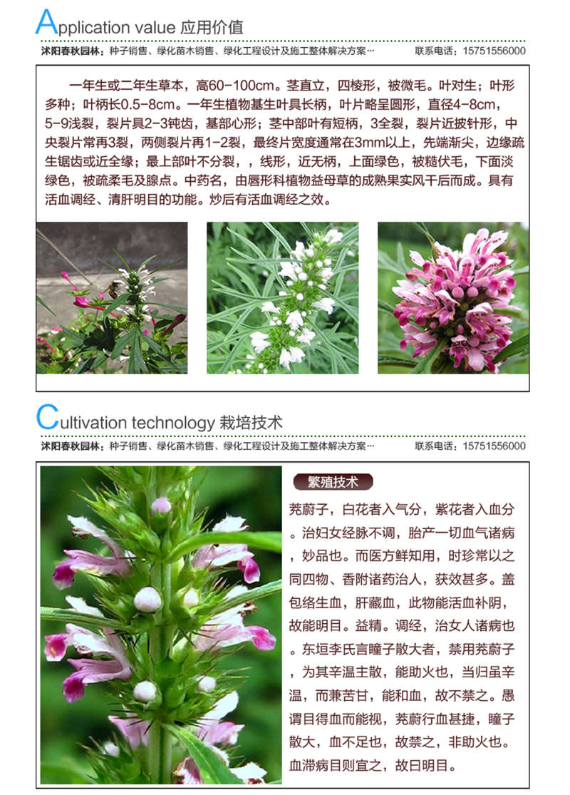 茺蔚子种子应用价值及种植技术