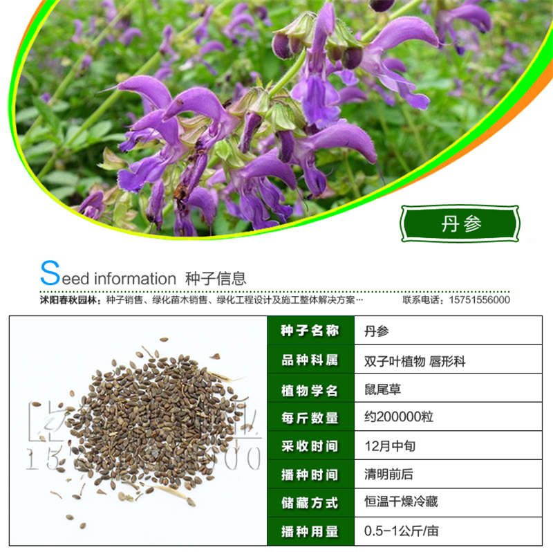 丹参种子基本信息