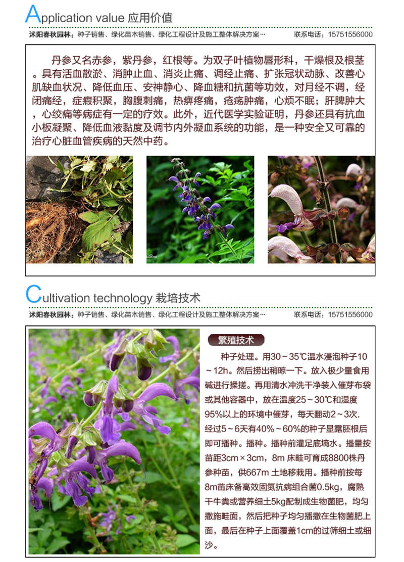 丹参种子应用价值及种植技术
