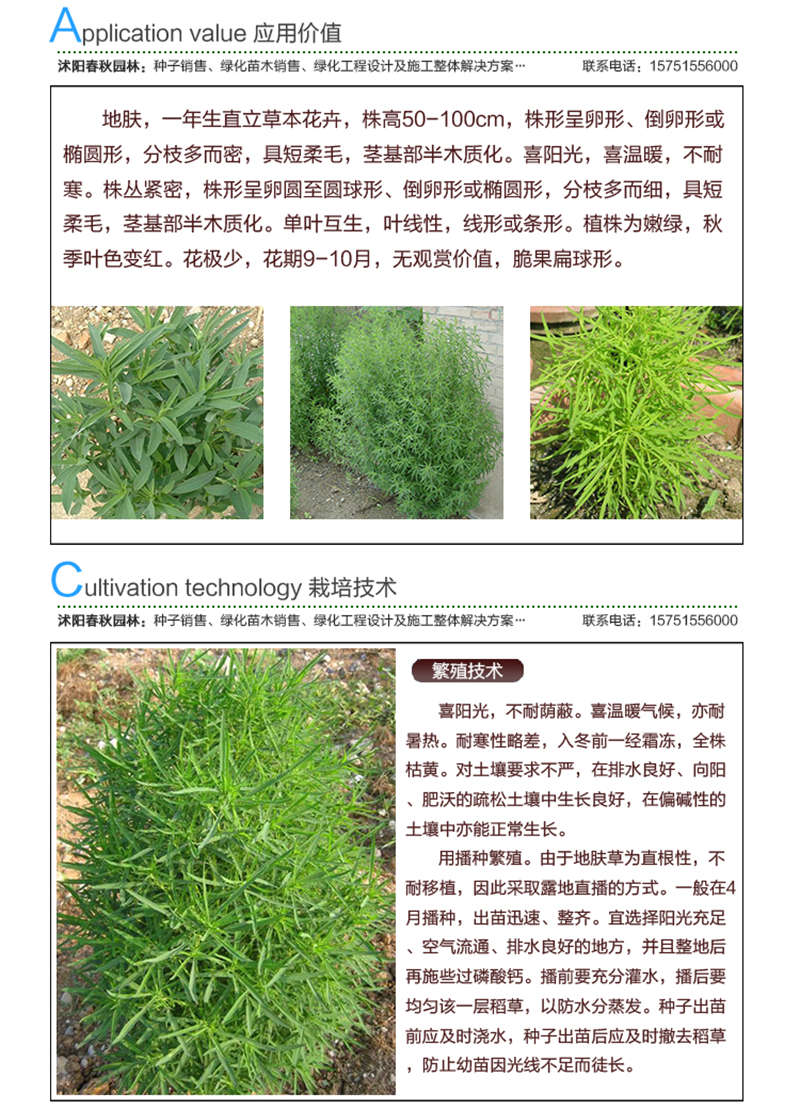 地肤种子应用价值及种植技术