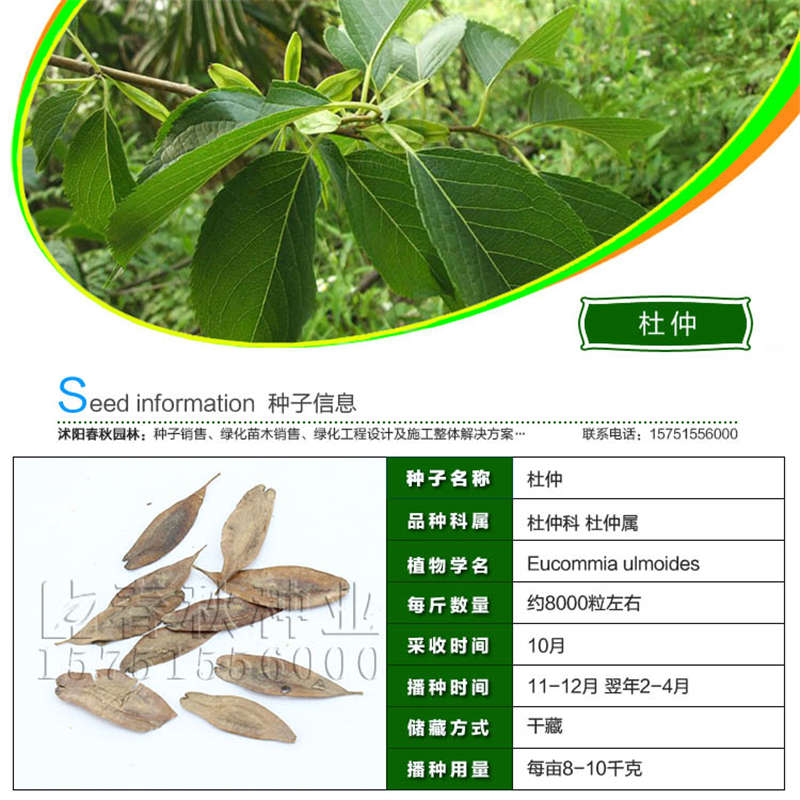 杜仲种子基本信息