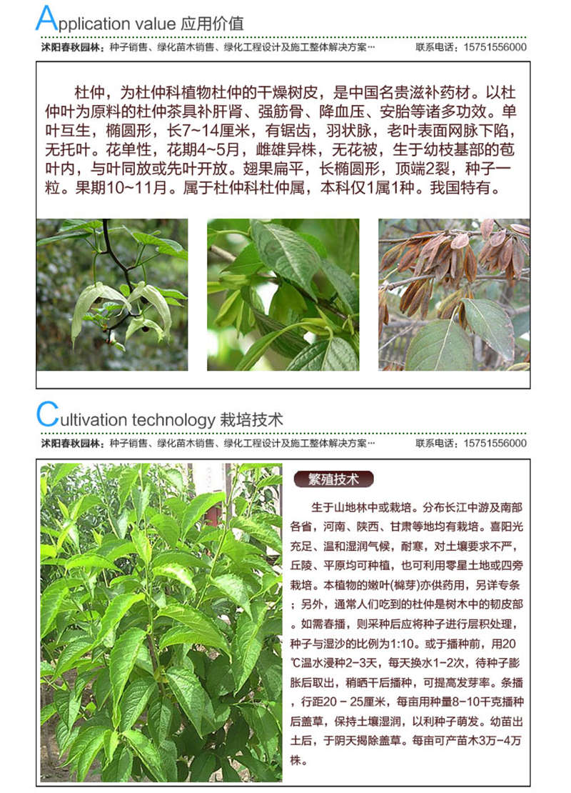 杜仲种子应用价值及种植技术