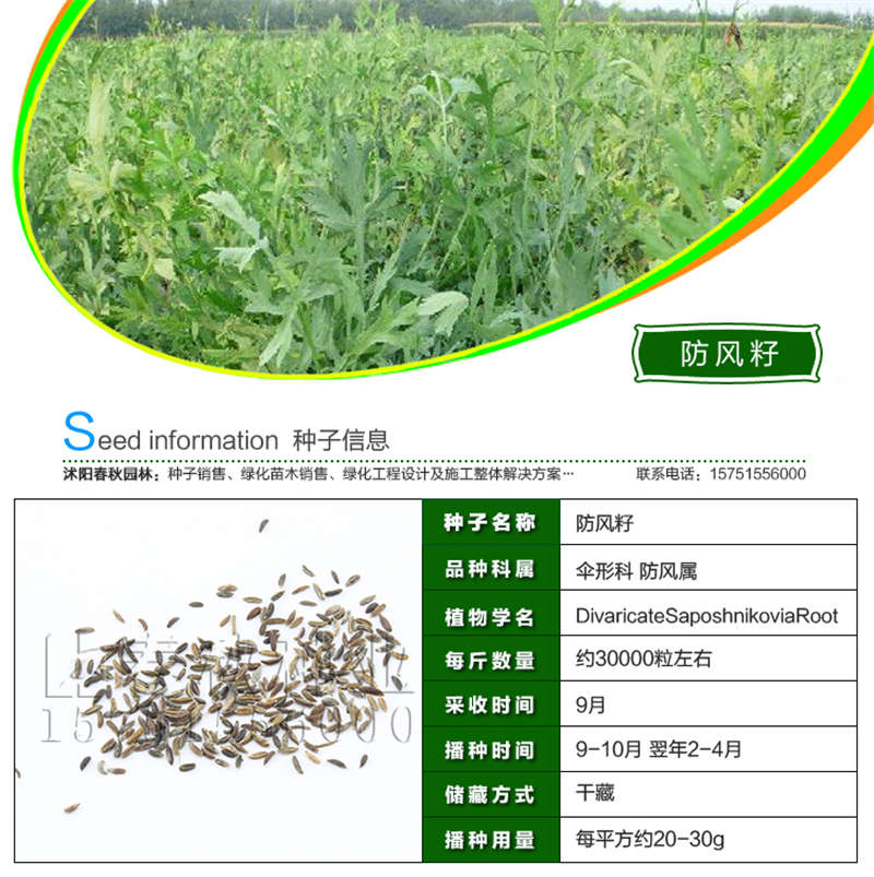 防风籽种子基本信息