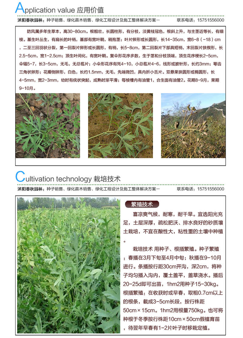 防风籽种子应用价值及种植技术