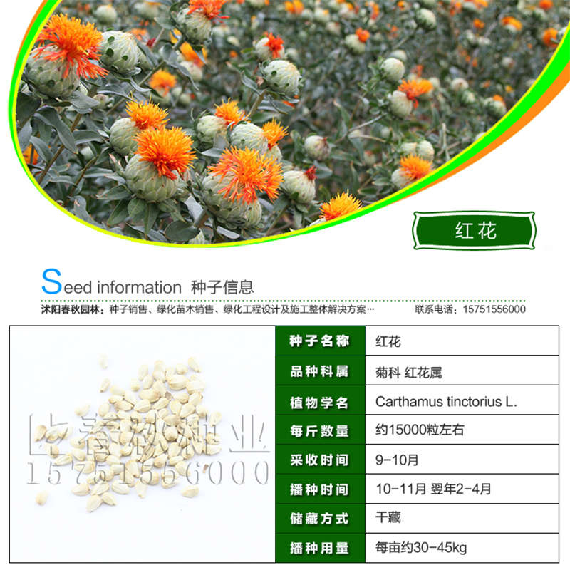 红花种子基本信息