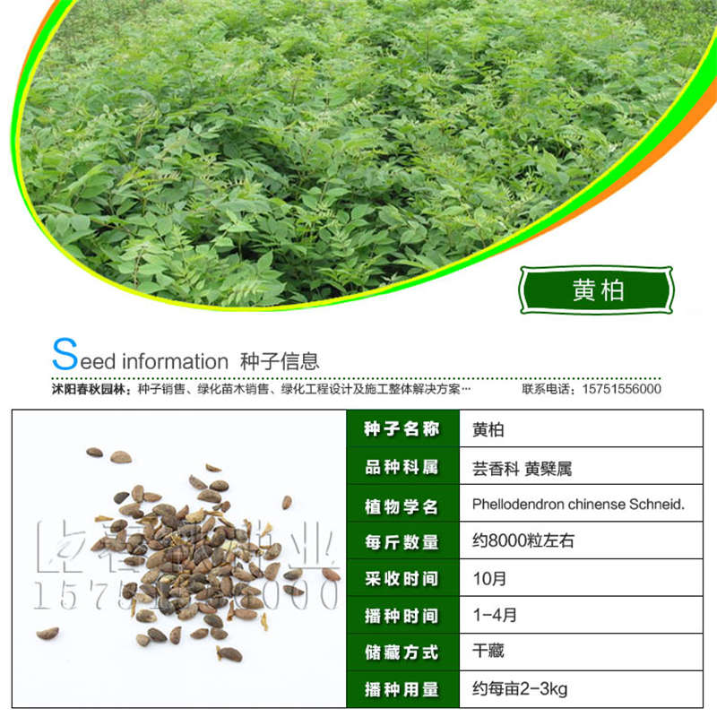 黄柏种子基本信息