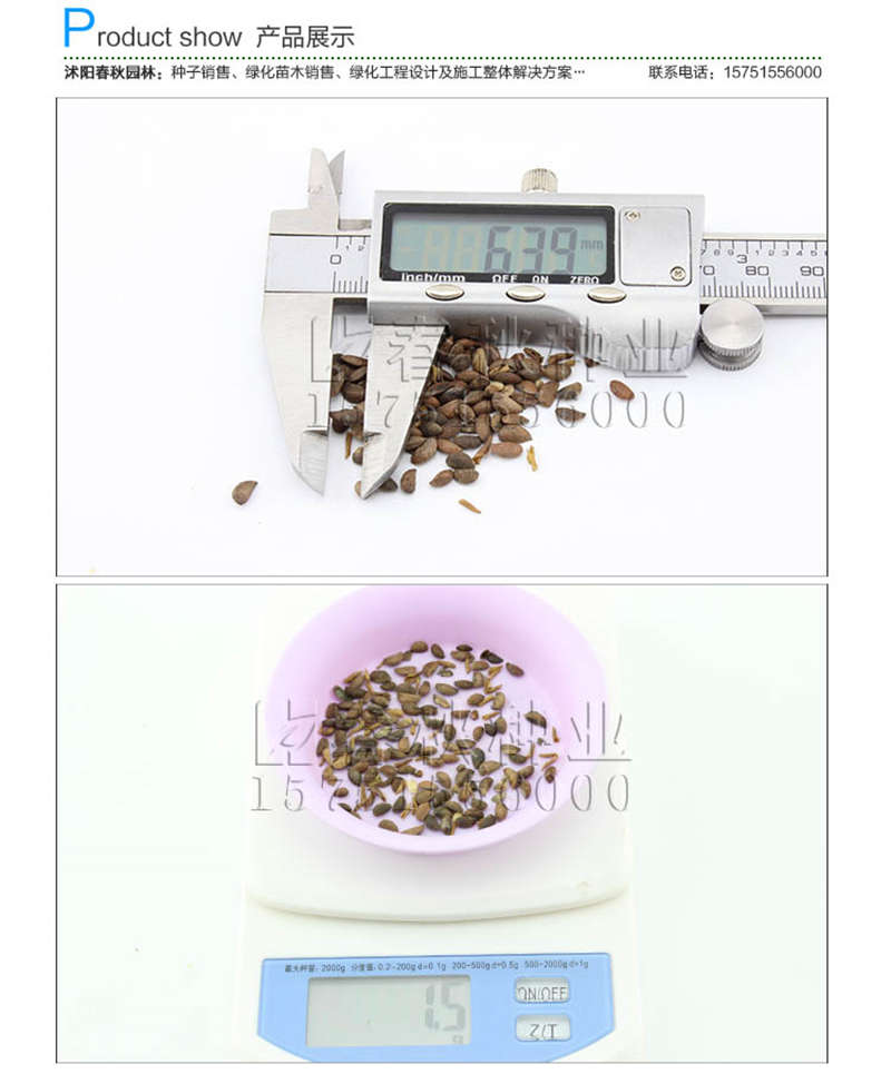 黄柏种子销售参考价格