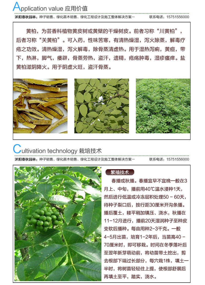 黄柏种子应用价值及种植技术