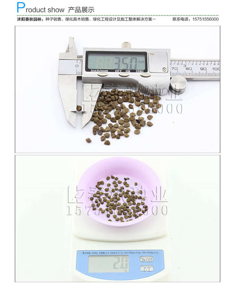 黄芪种子销售参考价格