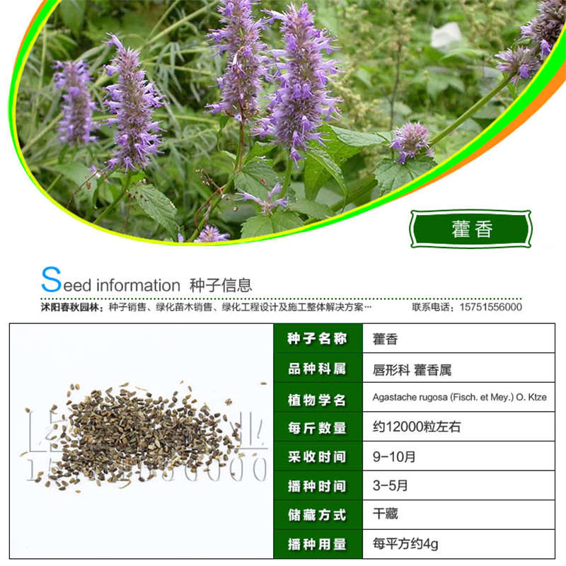 藿香种子基本信息