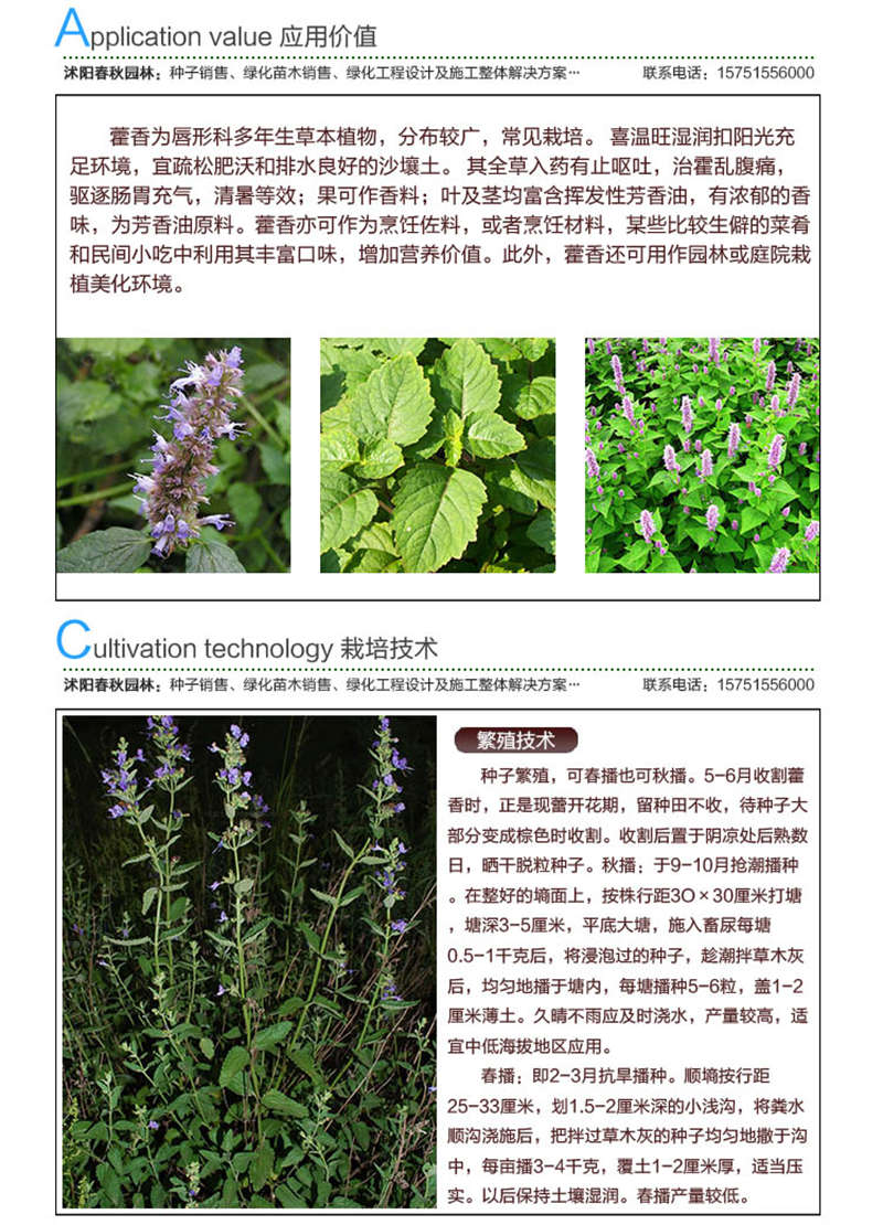 藿香种子应用价值及种植技术