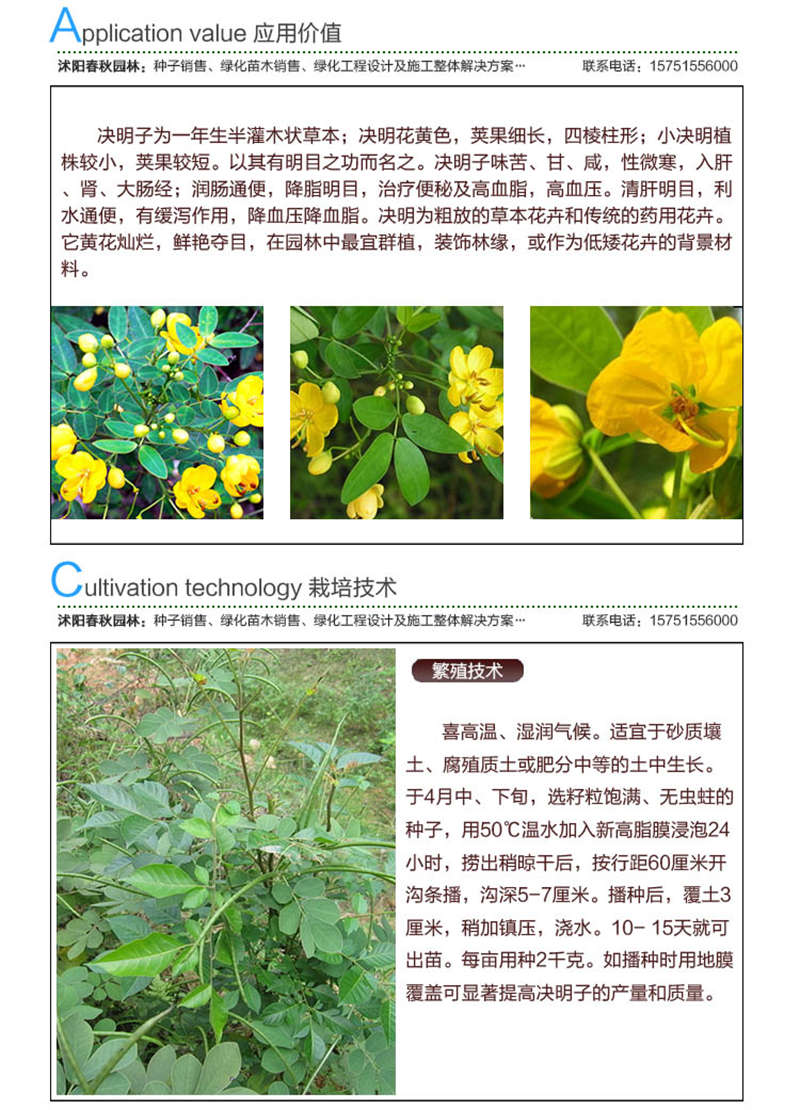 决明子种子应用价值及种植技术